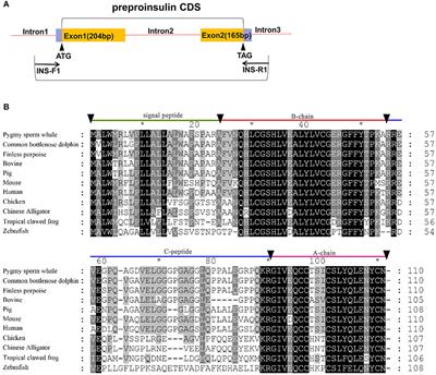 Characterization of Insulin and Glucagon Genes and Their Producing Endocrine Cells From Pygmy Sperm Whale (Kogia breviceps)